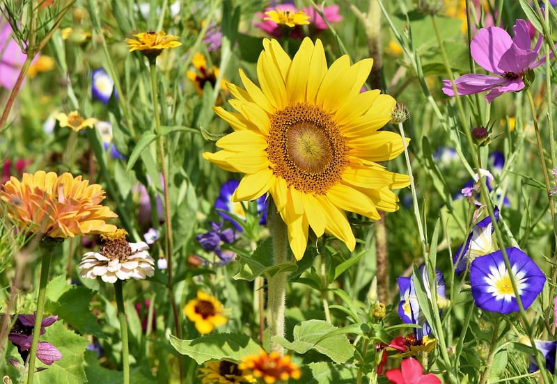 Garden Enclaves